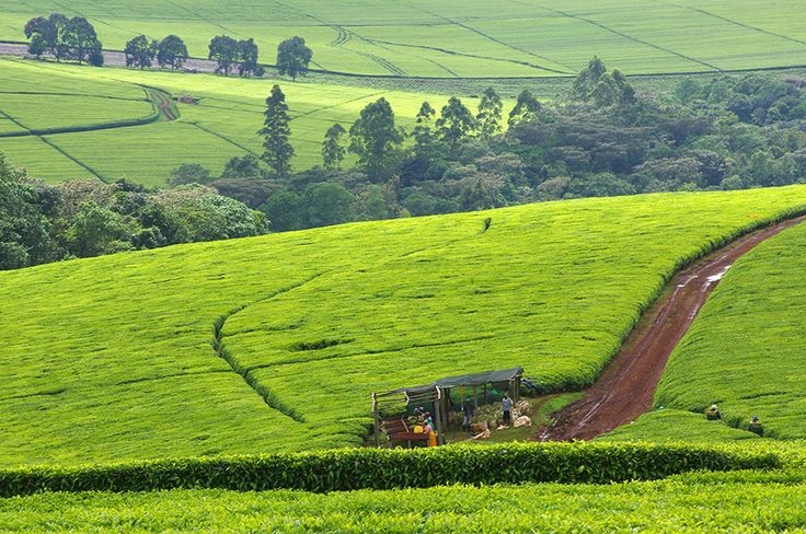 Top Attractions in Kericho: Explore the Tea Capital and Stay in Comfort